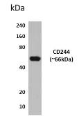 Anti-CD244 antibody [7D24] used in Western Blot (WB). GTX52521