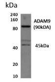 Anti-ADAM9 antibody [8A15] used in Western Blot (WB). GTX52531