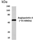 Anti-Angiopoietin 4 antibody [11M11] used in Western Blot (WB). GTX52541