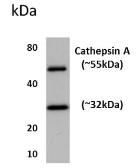 Anti-Cathepsin A antibody [14H2] used in Western Blot (WB). GTX52576