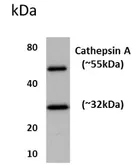 Anti-Cathepsin A antibody [14H2] used in Western Blot (WB). GTX52576