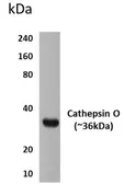 Anti-Cathepsin O antibody [9G31] used in Western Blot (WB). GTX52582