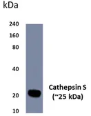 Anti-Cathepsin S antibody [20B1] used in Western Blot (WB). GTX52584