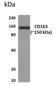 Anti-CD163 antibody [6J58] used in Western Blot (WB). GTX52614