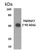 Anti-CD27 antibody [7H21] used in Western Blot (WB). GTX52618
