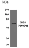 Anti-CD58 antibody [8G24] used in Western Blot (WB). GTX52629