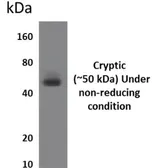 Anti-Cryptic antibody [8D12] used in Western Blot (WB). GTX52658