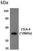 Anti-CTLA4 antibody [8F16] used in Western Blot (WB). GTX52659