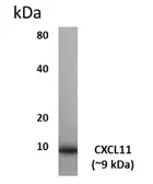 Anti-CXCL11 antibody [9N26] used in Western Blot (WB). GTX52663