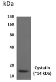 Anti-Cystatin A antibody [2D26] used in Western Blot (WB). GTX52680