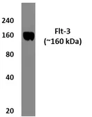Anti-FLT3 antibody [9G23] used in Western Blot (WB). GTX52747