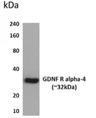 Anti-GFR alpha 4 antibody [3P34] used in Western Blot (WB). GTX52764