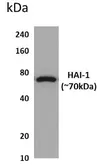Anti-HAI-1 antibody [3X28] used in Western Blot (WB). GTX52775
