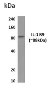Anti-IL1RAPL2 antibody [4R29] used in Western Blot (WB). GTX52807