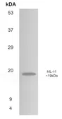 Anti-IL11 antibody [9T27] used in Western Blot (WB). GTX52814