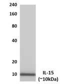 Anti-IL15 antibody [13S34] used in Western Blot (WB). GTX52821