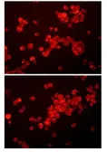 Anti-CD11b antibody [3V29] used in Immunocytochemistry/ Immunofluorescence (ICC/IF). GTX52875