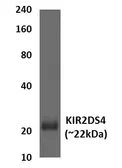 Anti-KIR2DS4 antibody [2G42] used in Western Blot (WB). GTX52897