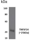 Anti-LIGHT antibody [8C34] used in Western Blot (WB). GTX52911