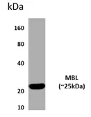 Anti-MBL2 antibody [4J25] used in Western Blot (WB). GTX52919