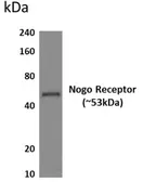 Anti-Nogo Receptor antibody [6H43] used in Western Blot (WB). GTX52947