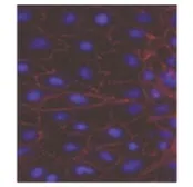 Anti-P-Cadherin antibody [9V11] used in Immunocytochemistry/ Immunofluorescence (ICC/IF). GTX52961