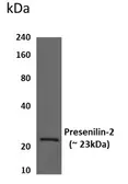 Anti-Presenilin 2 antibody [7F8] used in Western Blot (WB). GTX52969