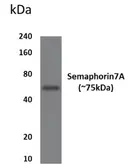 Anti-SEMA7A antibody [99D22] used in Western Blot (WB). GTX52991