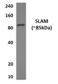 Anti-CD150 antibody [6L6] used in Western Blot (WB). GTX53007