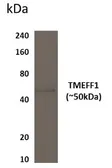 Anti-TMEFF1 antibody [7S12] used in Western Blot (WB). GTX53026