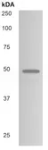 Anti-TACSTD2 antibody [49D6] used in Western Blot (WB). GTX53043