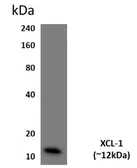 Anti-Lymphotactin antibody [4G24] used in Western Blot (WB). GTX53059