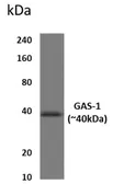 Anti-GAS1 antibody [11C47] used in Western Blot (WB). GTX53068
