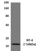 Anti-Neurotrophin 4 antibody [31A1] used in Western Blot (WB). GTX53069