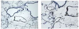 Anti-VEGFD antibody [8C35] used in IHC (Paraffin sections) (IHC-P). GTX53098