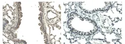 Anti-VEGFB antibody [6E72] used in IHC (Paraffin sections) (IHC-P). GTX53099