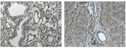 Anti-TrkC antibody [6G17] used in IHC (Paraffin sections) (IHC-P). GTX53108