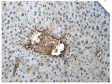 Anti-c-Kit antibody [9D2] used in IHC (Paraffin sections) (IHC-P). GTX53117