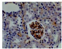 Anti-CD34 antibody [1A9] used in IHC (Paraffin sections) (IHC-P). GTX53122