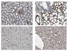 Anti-CD31 antibody [1D12] used in IHC (Paraffin sections) (IHC-P). GTX53123