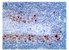 Anti-CD62L antibody [MAB0709] used in IHC (Paraffin sections) (IHC-P). GTX53127