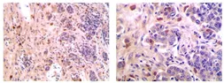 Anti-CD28 antibody [MAB0711] used in IHC (Paraffin sections) (IHC-P). GTX53129