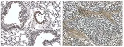 Anti-Endostatin antibody [3H11] used in IHC (Paraffin sections) (IHC-P). GTX53149