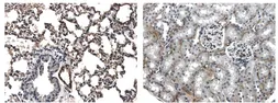 Anti-Pan-Endothelial Cell Marker antibody [4J13] used in IHC (Paraffin sections) (IHC-P). GTX53150