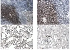 Anti-GITR antibody [7C13] used in IHC (Paraffin sections) (IHC-P). GTX53155