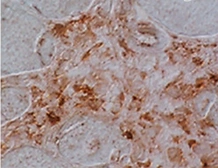Anti-Klotho antibody [4F54] used in IHC (Frozen sections) (IHC-Fr). GTX53209