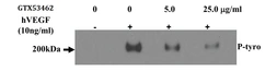Anti-VEGF Receptor 2 antibody [6B11] used in Activation/Stimulation/Induction (Activation). GTX53462