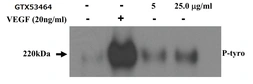 Anti-VEGF Receptor 2 antibody [8A01] used in Activation/Stimulation/Induction (Activation). GTX53464