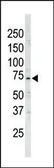 Anti-ARK5 antibody used in Western Blot (WB). GTX53533