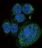 Anti-HtrA1 antibody used in Immunocytochemistry/ Immunofluorescence (ICC/IF). GTX53558